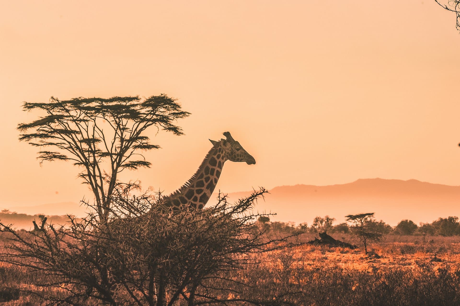 Aerial view of an African landscape